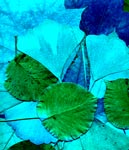 leafs.jpg