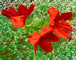 azaleas crackled photograph & digital image