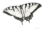 swallowtail butterfly pen & ink