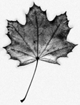 maple leaf cover Condensed Matter & Other States of Mind photo