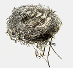 bird's nest graphite