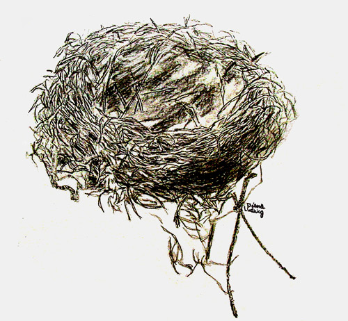 nest.jpg