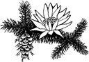 Greenwood Blue Lotus logo of waterlily and fir branch with cone