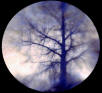 cyanonegative tree print
