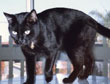 black cat Spike of Art Co-op