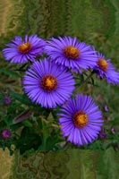 disk asters