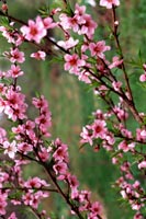 peach blossoms 2