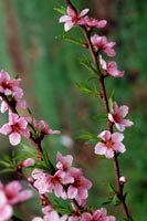 peach blossoms 1