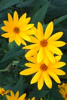 yellow daisies 1