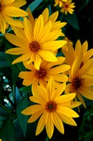 yellow daisies 3