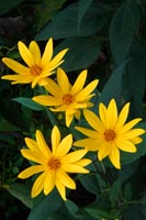yellow daisies2