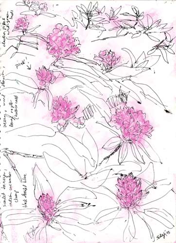 rhododendren sketch