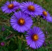 purple asters photograph