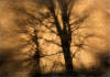 cyano paper-negative photograph trees